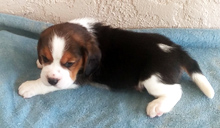 Martina Boy 1 Side 4 weeks